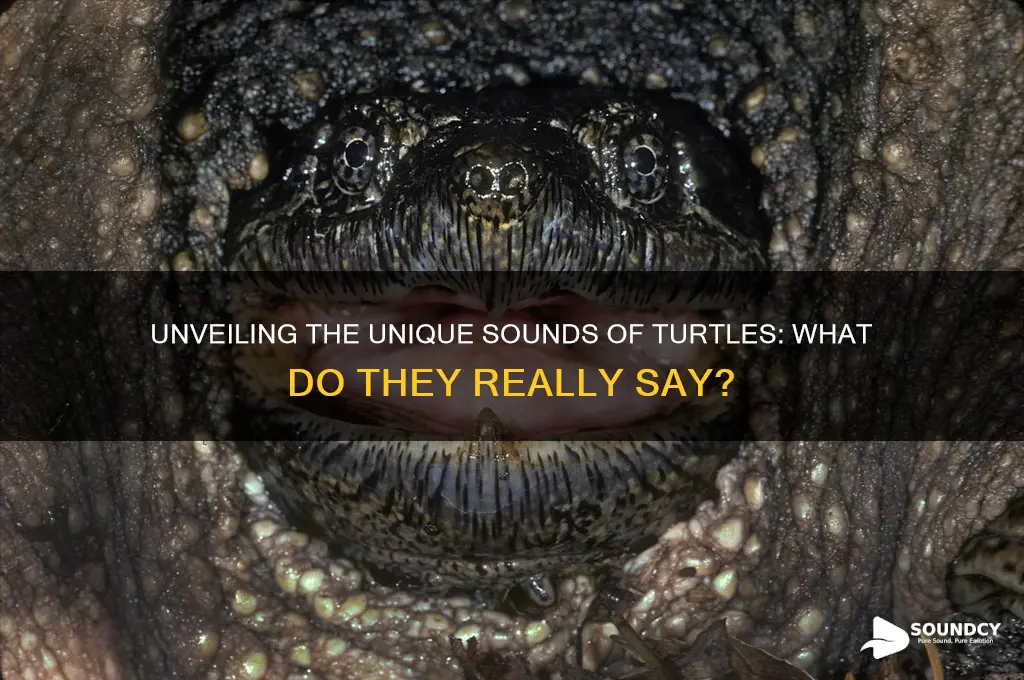 what is a turtle sound