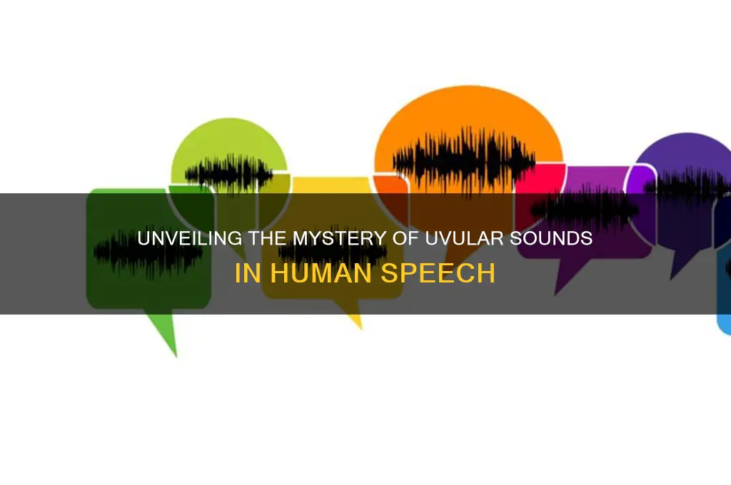 what is a uvular sound