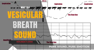 Vesicular Breath Sounds: What Do They Mean?