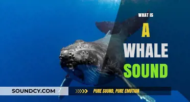 Unveiling the Mysteries: Understanding the Majestic Sounds of Whales