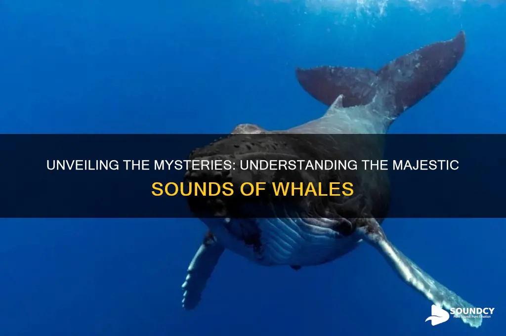 what is a whale sound