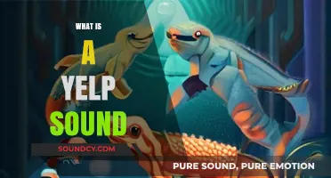 Understanding the Yelp Sound: Origins, Meanings, and Common Uses Explained