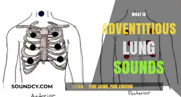 Understanding Adventitious Lung Sounds: Causes, Types, and Clinical Significance