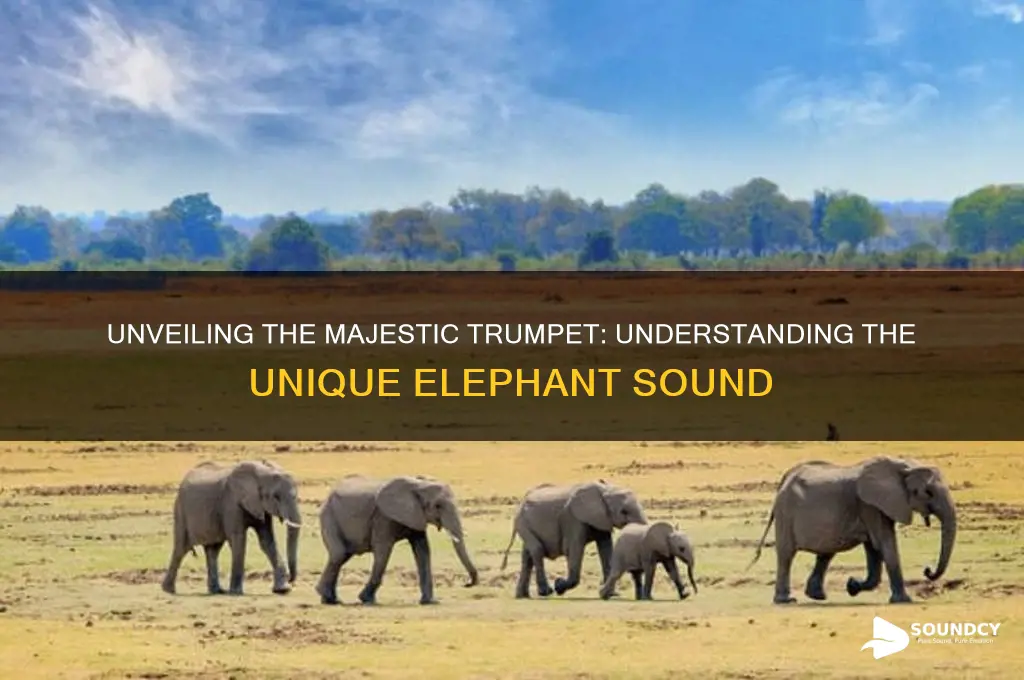 what is an elephant sound
