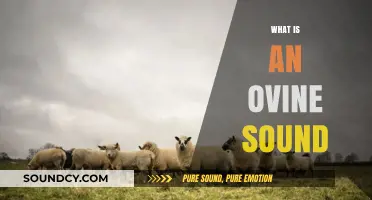 Understanding Ovine Sounds: Decoding Sheep Communication and Vocalizations