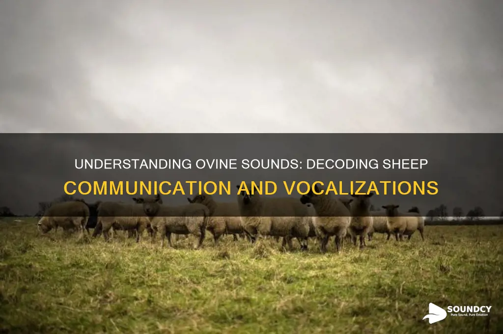 what is an ovine sound