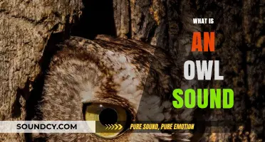 Unveiling the Mysterious and Haunting Calls of Owls in Nature