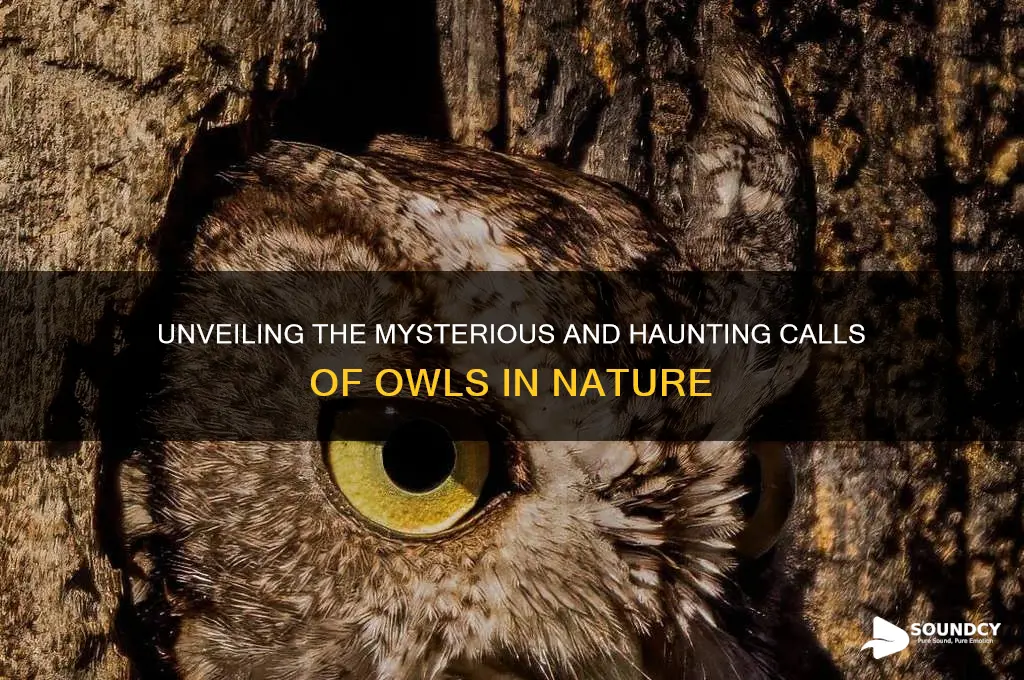 what is an owl sound