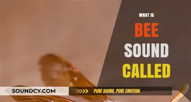 The Buzzing Mystery: What is the Bee Sound Called?