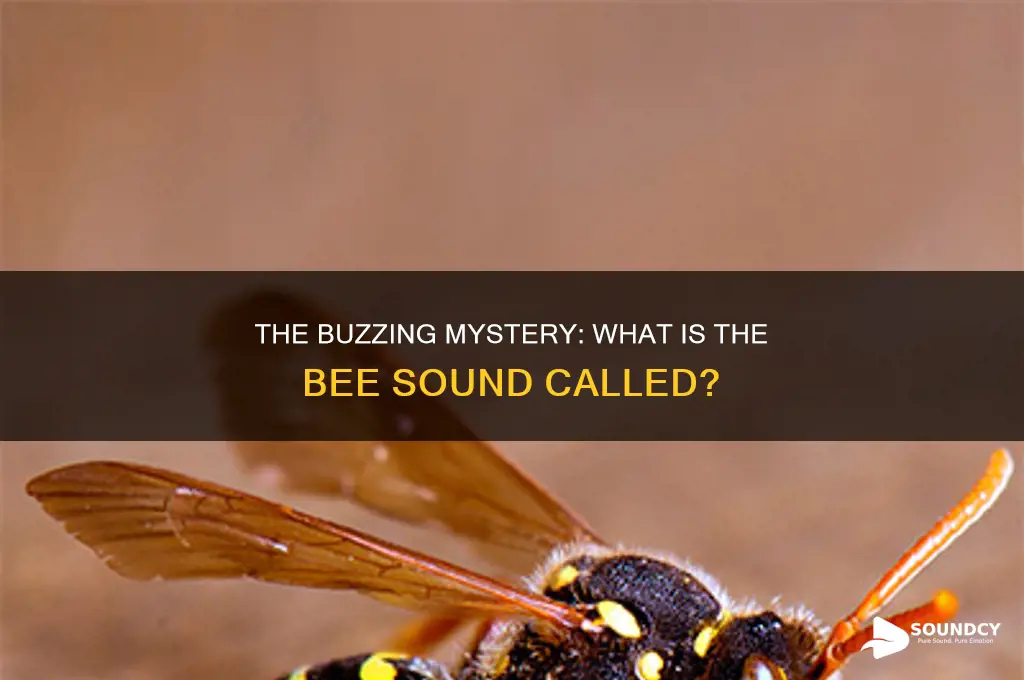 what is bee sound called