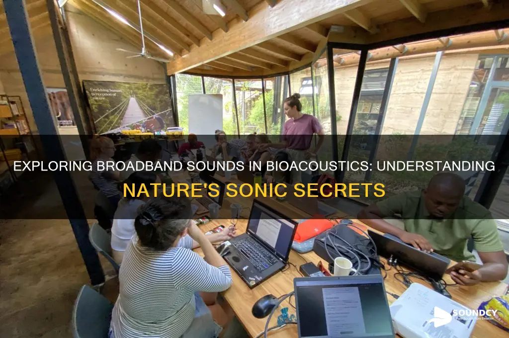 what is broadband sounds bioacoustics