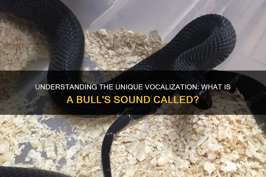 what is bull sound called