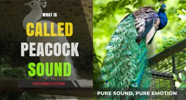 Understanding the Unique and Distinctive Call of a Peacock