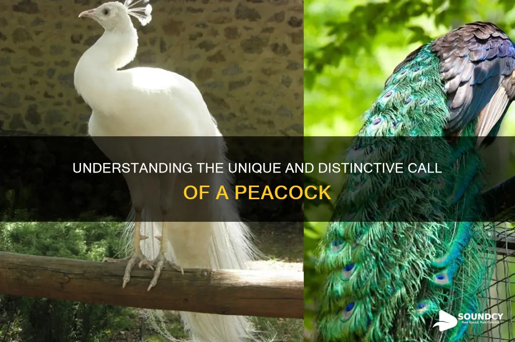 what is called peacock sound