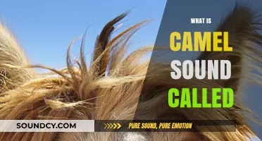 Unveiling the Unique Camel Sound: What is it Called?