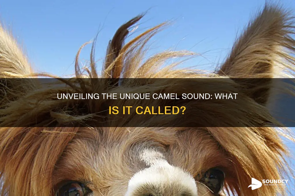 what is camel sound called