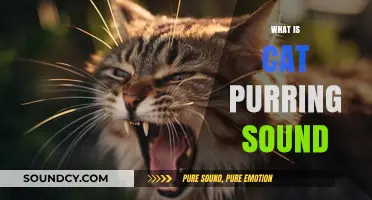 Understanding the Mystery: What Does a Cat's Purring Sound Mean?
