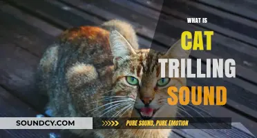 Understanding the Unique Cat Trilling Sound: Meaning and Causes