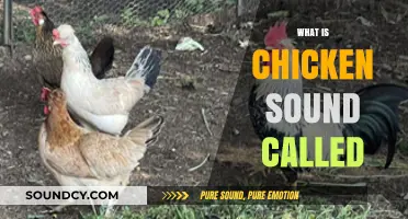 Understanding the Unique Vocalization: What is the Chicken Sound Called?