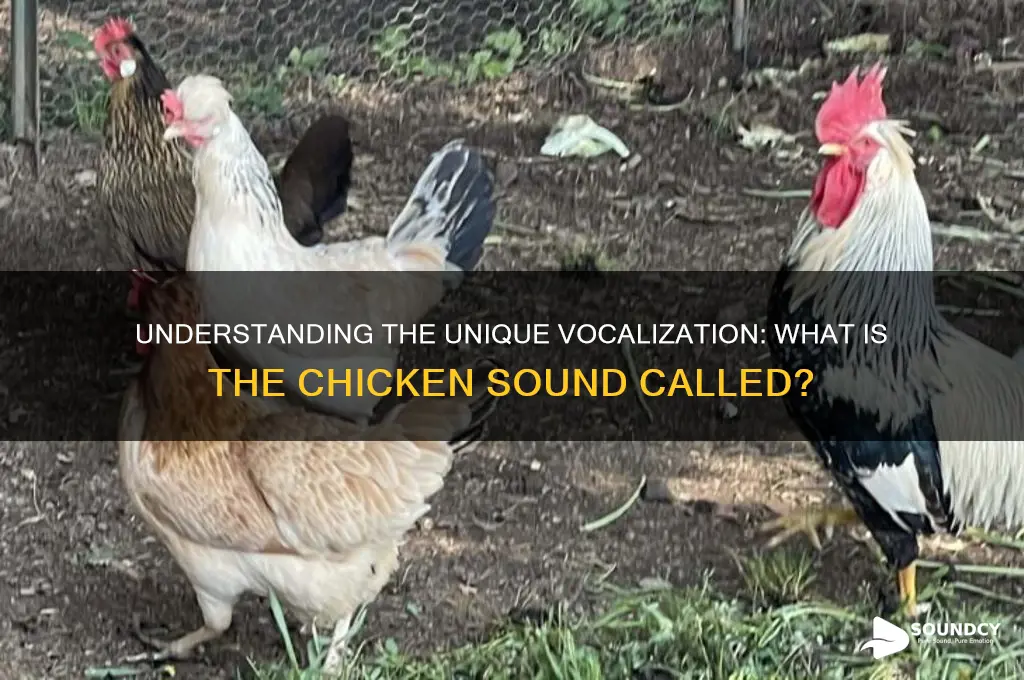 what is chicken sound called