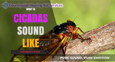 Unraveling the Buzz: What Cicadas Sound Like and Why