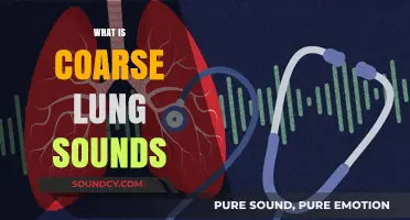 Understanding Coarse Lung Sounds: Causes, Symptoms, and Diagnosis Explained