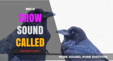 Understanding the Unique Name for a Crow's Distinctive Vocalization