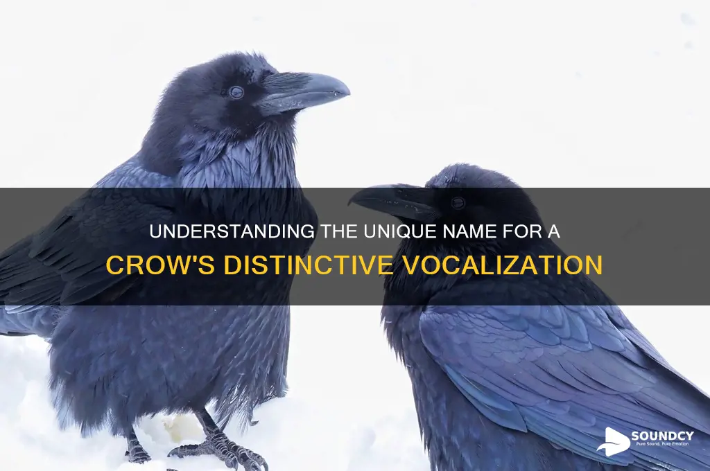 what is crow sound called
