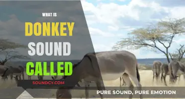 What Do Donkeys Say? Exploring the Unique Name for Their Sound