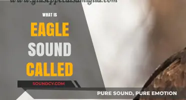 Unveiling the Majestic Eagle's Unique Vocalization: What is its Sound Called?