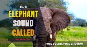 Unveiling the Mystery: What is the Elephant's Unique Sound Called?