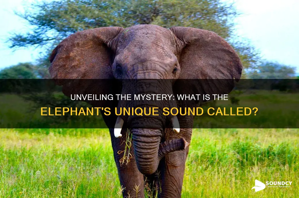 what is elephant sound called