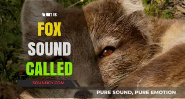 What is a Fox Sound Called? Exploring the Unique Vocalizations of Foxes