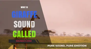 Unveiling the Mystery: What is a Giraffe's Unique Sound Called?