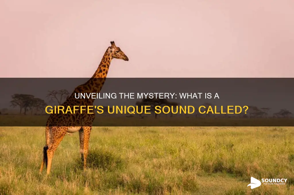 what is giraffe sound called