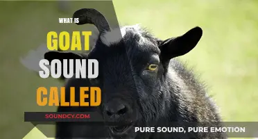 Understanding the Unique Vocalization: What is a Goat's Sound Called?
