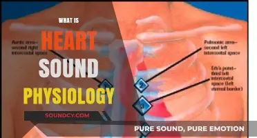 Understanding Heart Sound Physiology: The Science Behind Cardiac Acoustics