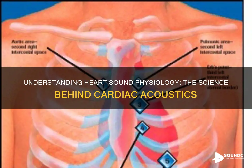 what is heart sound physiology