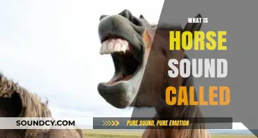 Understanding the Unique Vocalization: What is a Horse's Sound Called?