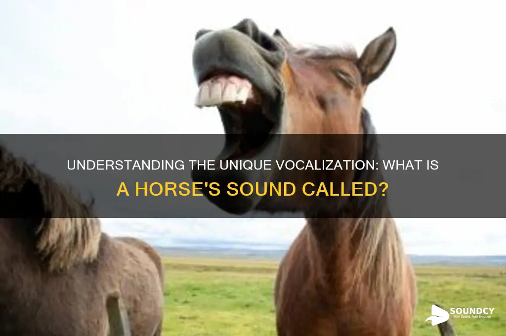 what is horse sound called