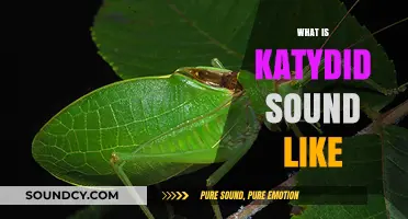 Unveiling the Unique Katydid Sound: A Guide to Their Distinctive Calls