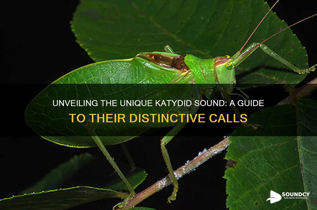 what is katydid sound like