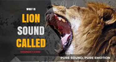 Understanding the Majestic Roar: What is a Lion's Sound Called?