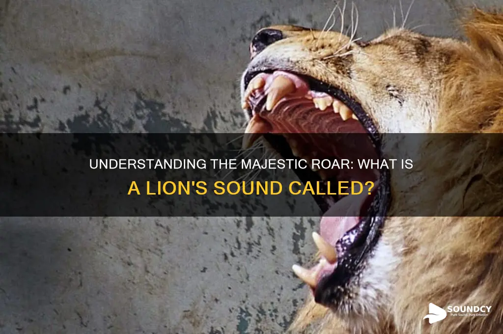 what is lion sound called