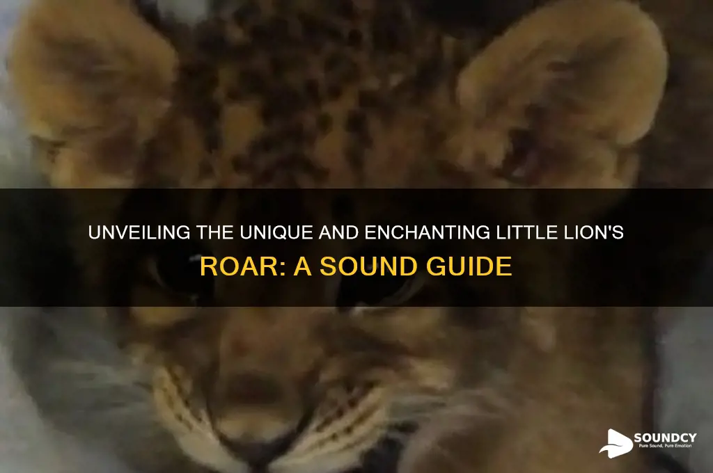 what is little lion sound