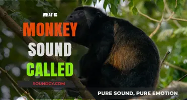 Understanding Monkey Sounds: What Are Their Unique Calls Named?