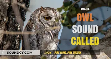 Unveiling the Mystery: What is the Distinctive Owl Sound Called?
