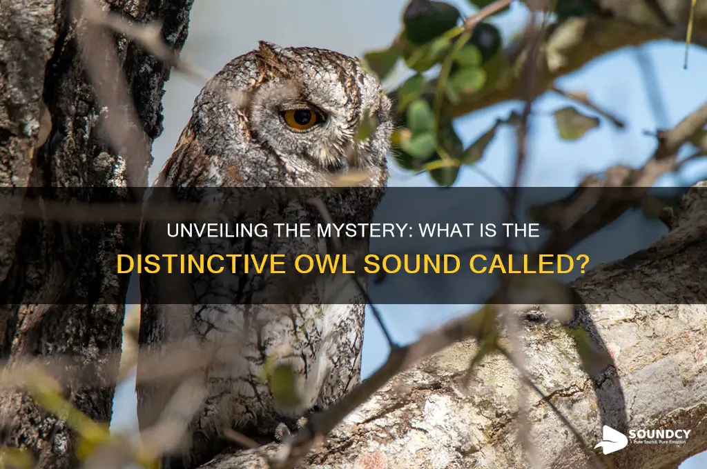 what is owl sound called
