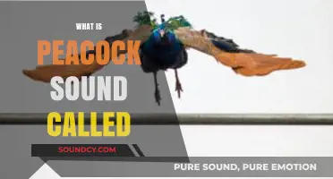 Unveiling the Unique Vocalization: What is a Peacock's Sound Called?