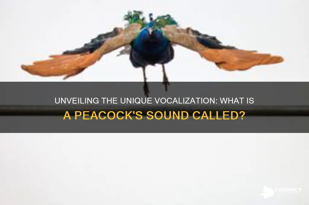 what is peacock sound called